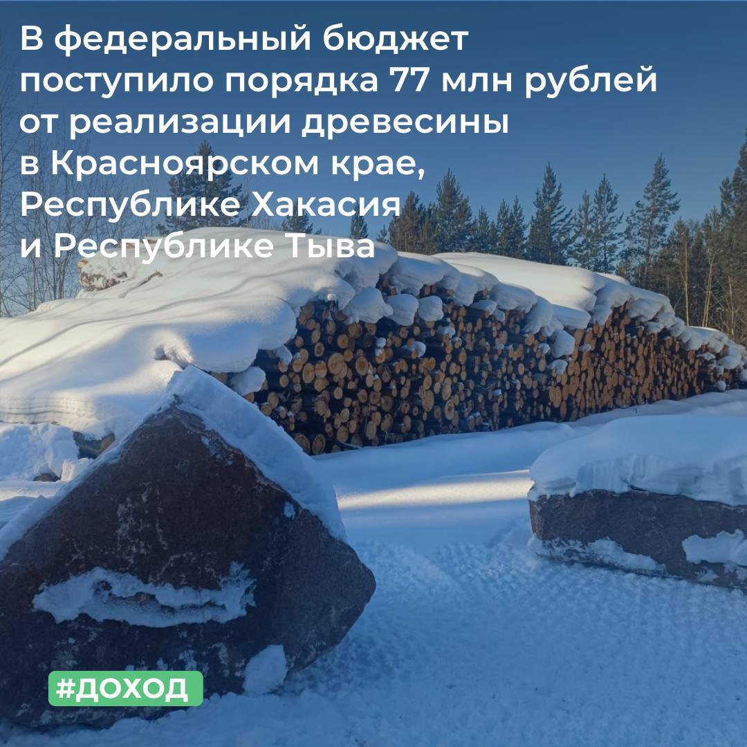 В федеральный бюджет поступило порядка 77 млн рублей от реализации древесины в Красноярском крае, Республике Хакасия и Республике Тыва